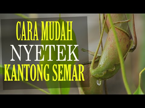 Video: Membiakkan Tanaman Pitcher - Bibit dan Stek Tanaman Pitcher