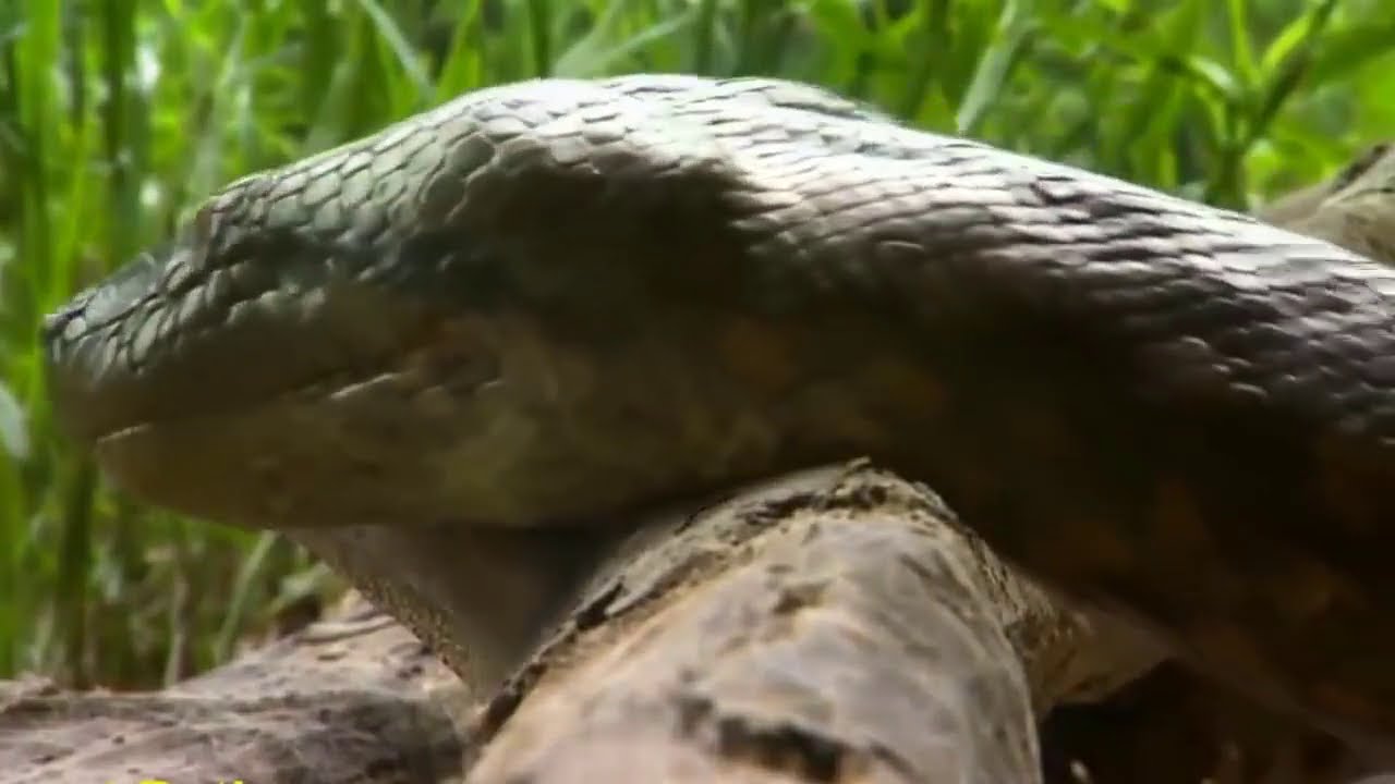 giant anaconda