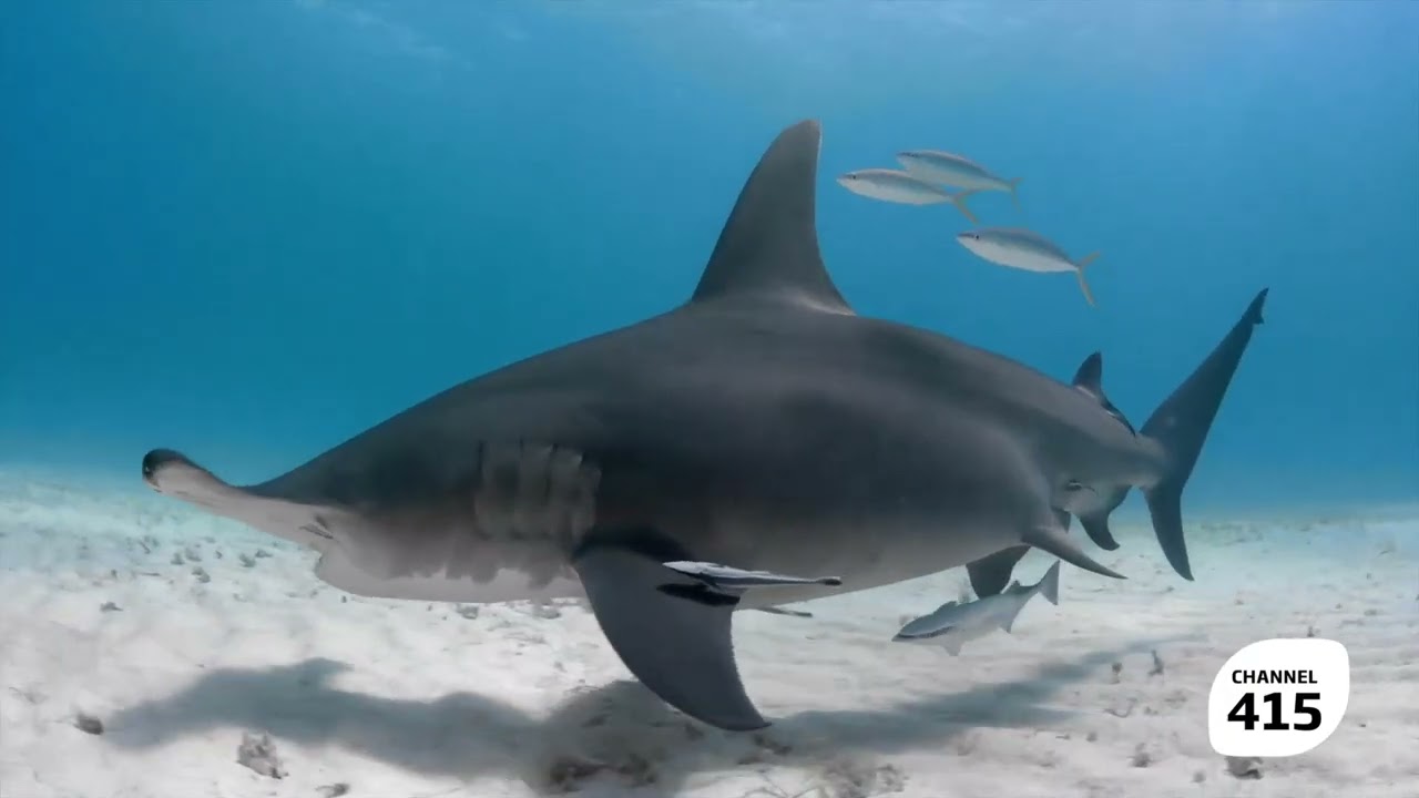 SharkFest 2026 - ZUKU