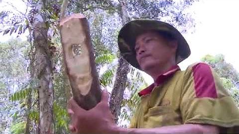 NGHỀ GÁC KÈO ONG