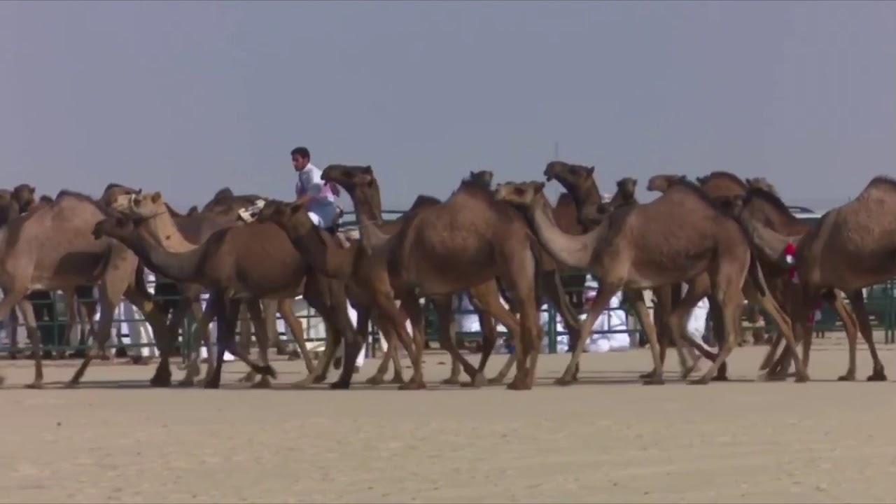 مزاين العوازم الخمامس منقية:الحميدي مطلق بن مديعج