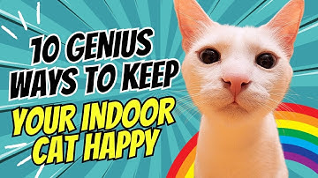 10 Genius Ways to Keep Your Indoor Cat Happy and Stimulated (Your Cat Will Thank You!)