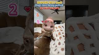 RANKING BEST top5 Dogs love being petted by their owners