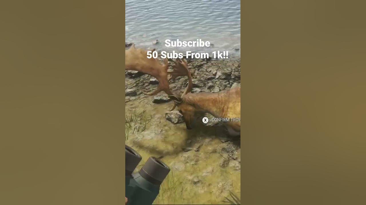 huge-diamond-fallow-deer-on-te-awaroa-thehuntercallofthewild-hunting
