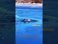 Heartwarming moments between humans and animals！