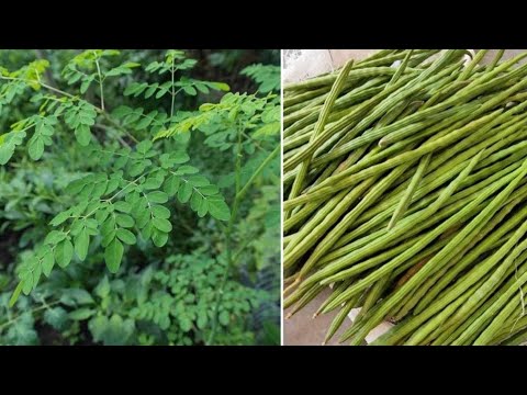 सहजन की फलियों का महीनो ख़राब ना होने बाला अचार बनाने का तरीका आसान सहजन अचार रेस्पी sahjansabji