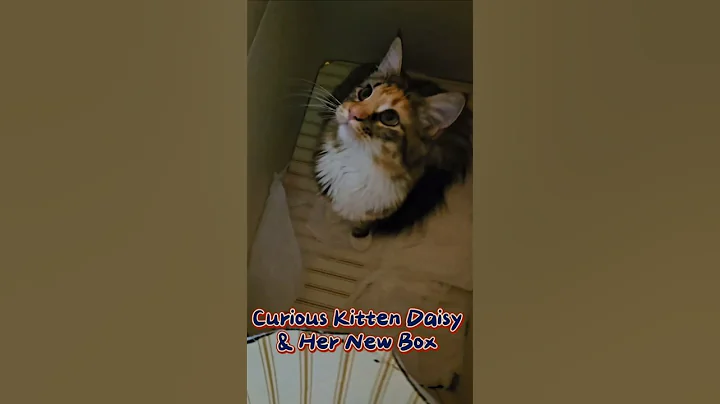 Watch the video about Kitten Daisy & Her New Box 😺📦 #catlovers #mainecoon #shorts #funnycats