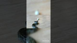 feeding snake - python eating rat