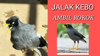 JALAK KEBO AMBIL ROKOK