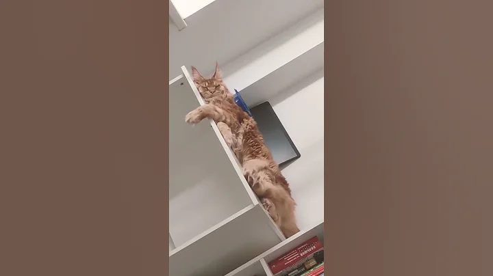 Video 10533321: mainecoon cat sleep, mainecoon cat cute, sweet mainecoon