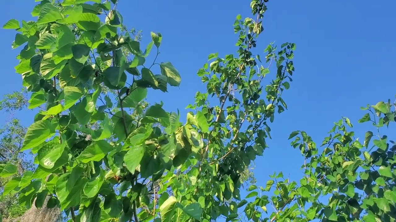 Pakistan mulberry! they have FLAVOR bombs...