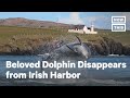 Fungie the Dolphin Disappears from Irish Harbor | NowThis