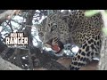 Leopard Feeds In A Tree | Lalashe Maasai Mara Safari