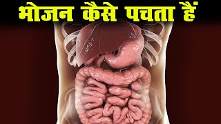 भोजन का पाचन कैसे होता हैं - how food is digested