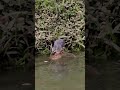 Clever Bird Uses Bait to Catch Fish .🦤🐟