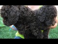 Royal Diamond Labradoodles - Cole 6.5 weeks video HD.wmv