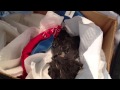 Banding 6th brood of western bluebirds! Banding 6th brood of western bluebirds!