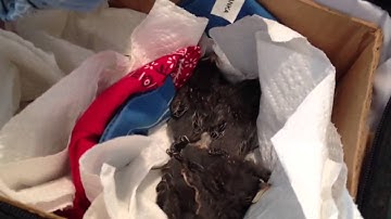 Banding 6th brood of western bluebirds!