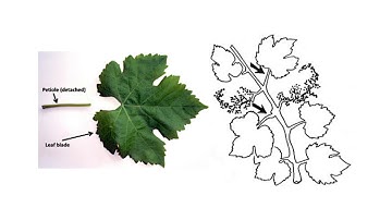 Grapevine nutritional analysis