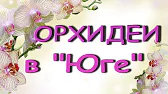 Орхидеи,узамба́рские фиалки,Самара🌺