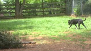 Top Doggie Daycare | Xelmo & Hershey | Best Friends Bed & Biscuit | Greensboro NC