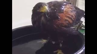 Harris Hawk Bath Time
