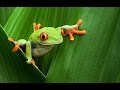 Amazon Rainforest Exploration Quiz