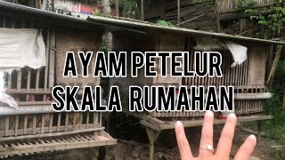 Profit From Raising Elba And Kub 2 Types Of Laying And Meat Chickens