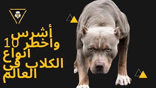 أشرس وأخطر 10 أنواع الكلاب في العالم| 10 من أكثر انواع الكلاب خطورة في العالم ؟