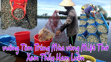 Đặt Lú Bắt Tôm Thẻ Vùng Miệt Thứ-Tôm Thấy Mà Ham Luôn / Ốc Miệt Thứ Miền Tây
