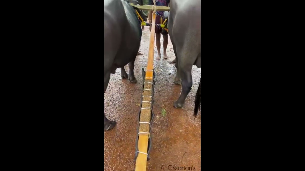 Thaate  Babu  kambala