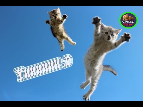 Кошачий паркур приколы, падения, неудачи 2016