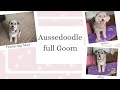How to groom an Aussiedoodle at home