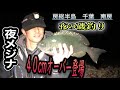 夜のメジナ釣り　40up登場！！　房総半島　千葉南房夜釣り　磯釣り