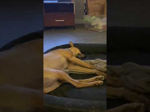 Angry Sleeping Greyhound