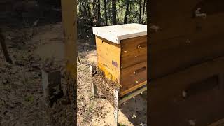 Much needed facelift! #brucesbees #endurahive #beekeeping