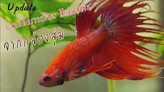 อัปเดตปลากัดคราวน์เทลสีแดงสดใส จากกล่องสุ่ม 39 บาท | Bright red crowntail betta