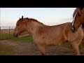 Natural Horse Mating Process | Horse Breeding Explained | Educational Animal Video