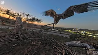 SWFL Eagles ~ May, 2 🦅 ❤️ The Day Before You Left ❤️ 🦅 by sperantaexista1 177 views 3 weeks ago 6 minutes, 22 seconds