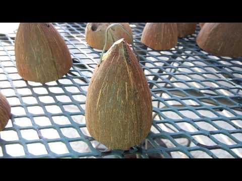 how-to-make-seashell-&-coconut-windchimes-~-fun-easy-cheap-cute-craft-for-all-ages-kid-&-adult