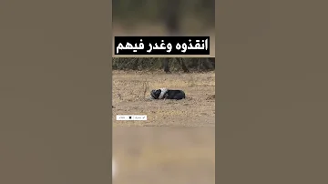 شوف نذالة غرير العسل 