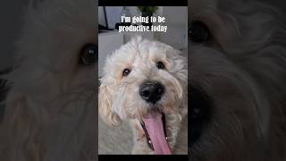 How to be productive..? #funny #dog  #productivity