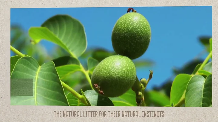 Sustainability in Action