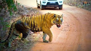 Know Your Tadoba I- Welcome to the Land of Tigers- Tadoba Andhari Tiger Reserve