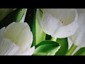 White Tulips And A Bunch Of Gifts What Did The Passing Year Bring This Time