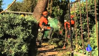 Tecnicas y Trabajos Forestales Dominguez - Comando Actualidad