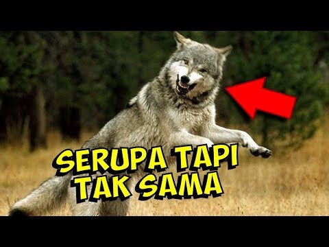 Video: Cara Membedakan Serigala Dari Anjing