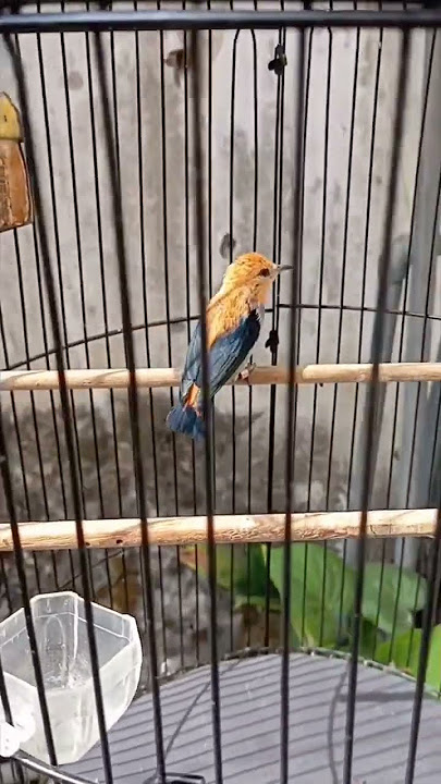 Suara Cabai Gunung/Cabean Gunung/Abangan Gacor Pedes Ngerool Panjanng #kicaumania #birds