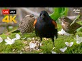  247 live cat tv for cats to watch  cute spring birds and squirrels 4k