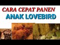 CARA TERNAK LOVEBIRD CEPAT PANEN